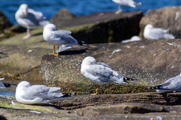 Sea gulls resting on a rock