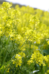 Blooming rapeseed flowers close up