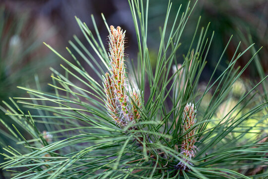 Young Shoots Of The Austrian Black Pine.