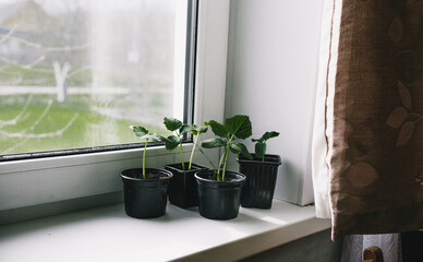 Seedlings of young Bulgarian peppers in containers on the windowsill. Plants sprout seedlings growing indoors in the spring.