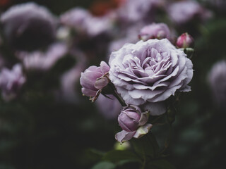 薄紫色のバラの花　5月