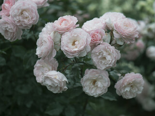 うすいピンク色のバラの花