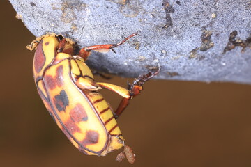 pachnoda sinuata bug  