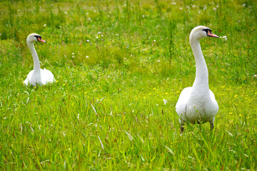 野原を歩く白鳥