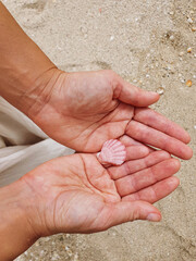 Hands holding seashell at the beach