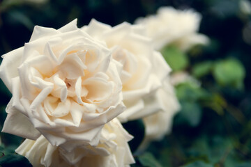 Garden spray of white roses close up. Green leaves on branches and bright, fresh blooming roses. Botanical natural blossom concept. Gardening concept.