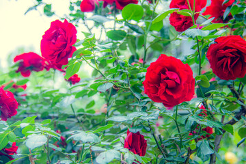 Garden spray of red roses close up. Green leaves on branches and bright, fresh blooming roses. Botanical natural blossom concept. Gardening concept.
