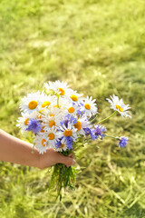 Fototapeta na wymiar bouquet of meadow flowers in hand on natural background. summer season concept. chamomile and cornflowers, flowers gift. rustic style