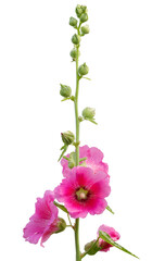 hollyhock flowers (Althaea rosea) isolated on white background
