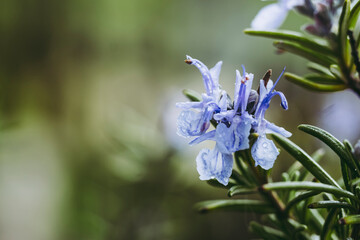 Brin de romarin en fleur dans le jardin
