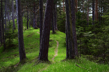 Verträumter Waldweg mit saftig grünem Gras im Frühling, Föhren säumen den Weg