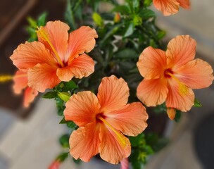 orange Hibiskus  © Stephanie