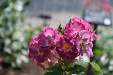 バラ園のバラ
Rose at rose garden