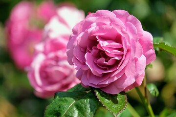 バラ園のバラ
Rose at rose garden