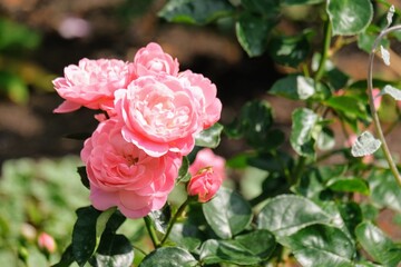 バラ園のバラ
Rose at rose garden