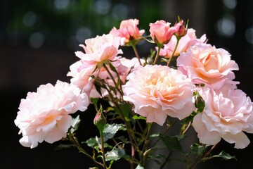 バラ園のバラ
Rose at rose garden