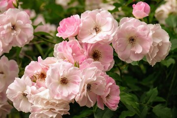 Obraz premium バラ園のバラ Rose at rose garden