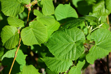 sattgrünes Lindenlaub frisch im Frühling, große Blätter frisch gewachsen als Hintergrund