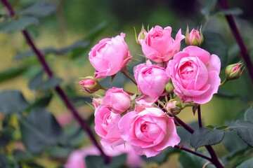 バラ園のバラ
Rose at rose garden