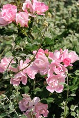 バラ園のバラ
Rose at rose garden