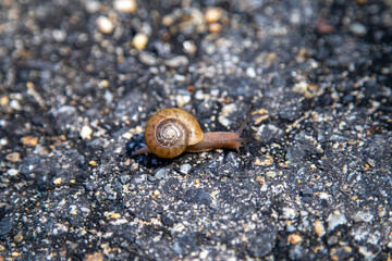 Snail on pavement