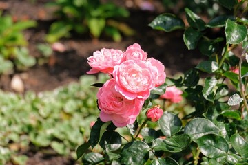 バラ園のバラ
Rose at rose garden
