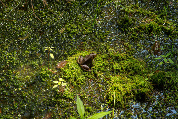 Frog on a bed of green moss