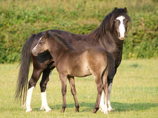 Welsh Mare and Foal