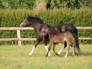 Welsh Mare and Foal