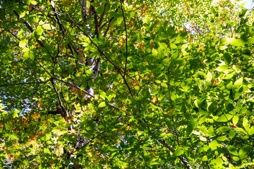 Green summer leaves of an elm tree