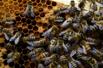 Honigbienen mit Drohne auf Wabe im Bienenstock