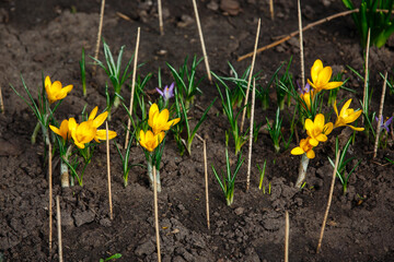 Spring background. Young yellow and purple crocuses grow in springtime. Beautiful colorful first flowers in spring. Wooden pikes against cats. Yellow Snow crocus and purple or blue Early Crocus 
