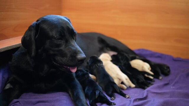 Newborn puppies and mother. Labrador puppies. Black and beige puppies.