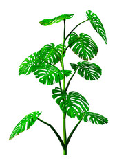3D Rendering Monstera Plant on White