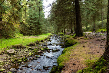 Walking on a trail in the Peak Distrcit Snake Woodland park in UK