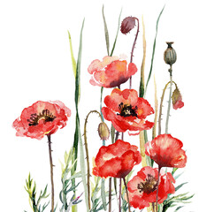 Watercolour spring poppies. Wildflowers on a white background. Botanical illustration.