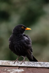 Black bird in urban area