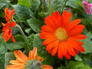 Closeup of isolated orange yellow gerbera (garvinea) flowers in garden center