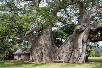 Fotobehang Sunland baobab, Adasonia digitata, more than 1700 years old, before it collapsed in 2017, Modjadjiskloof, South Africa © Jürgen Bochynek