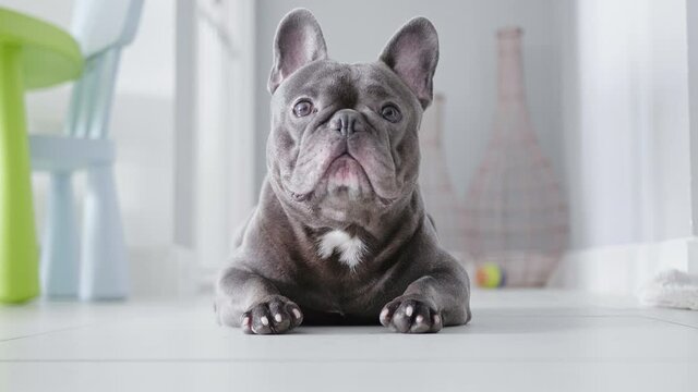 French bulldog lays down and goes to sleep.