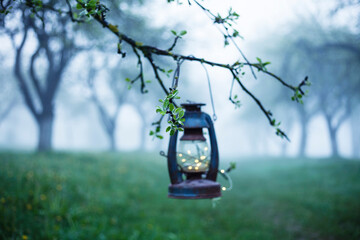 morning fog in the spring apple orchard.vintage lantern hanging on a branch