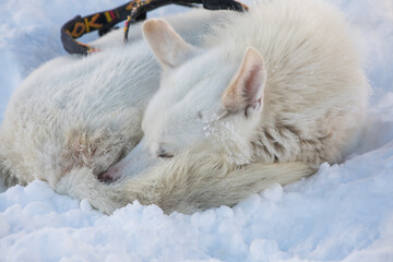 Fototapeta premium Dog in the snow