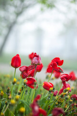 red tulips outdoor.spring background