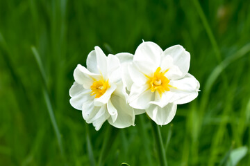 Piękne, biało-żółte kwiaty narcyzy.