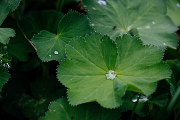 close up leaf of a lady's mantle plant between many lady's mantle leaves