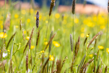 field of yellow flowers