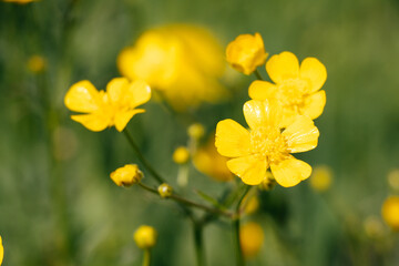 yellow buttercup on meadow background with yellow flowers