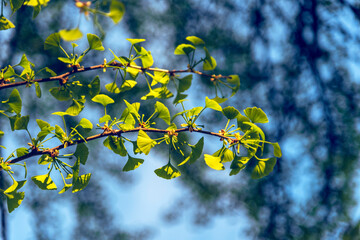 Ginkgo biloba tree branch on the blue sky background on sunny spring evening