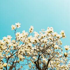 Beautiful flowers of white Magnolia kobus on the blue sky background, selective focus