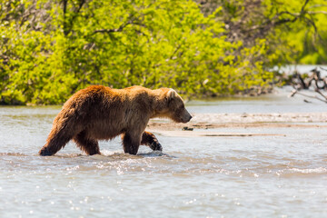 Obraz premium Brown bear or Ursus arctos beringianus fishing in the Kurile lake. Kamchatka Peninsula, Russia